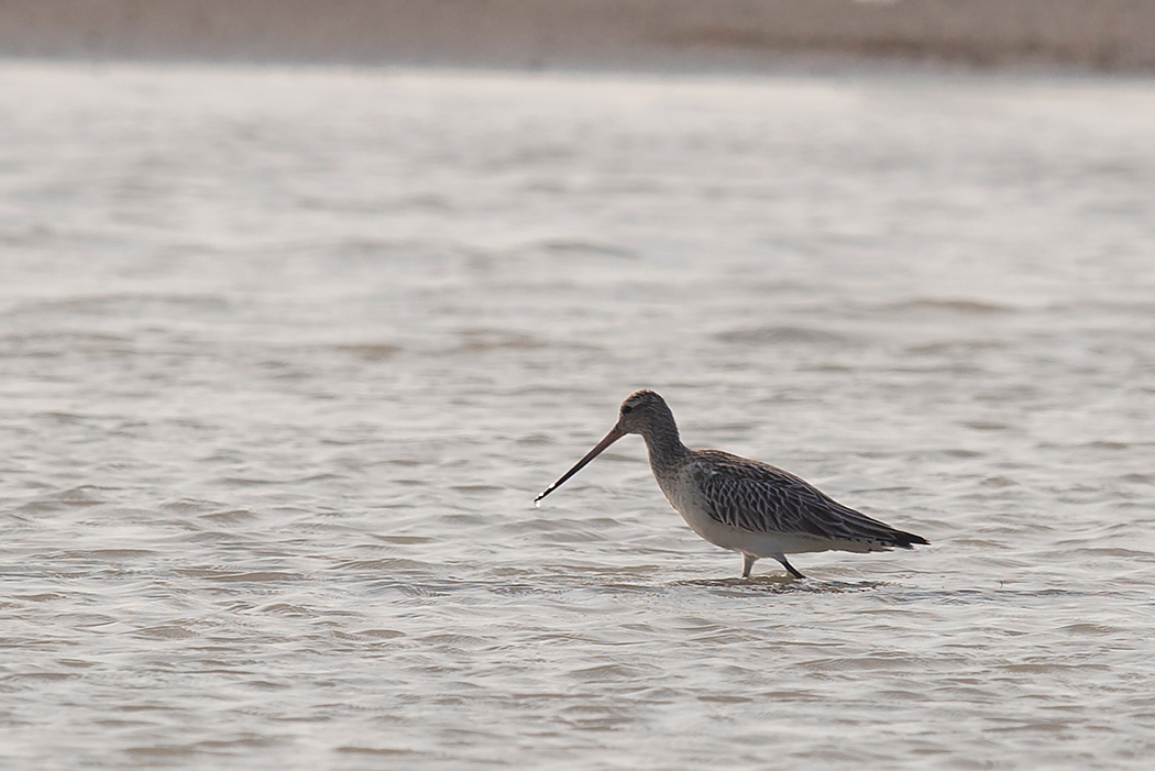 Bar-tailed Godwit