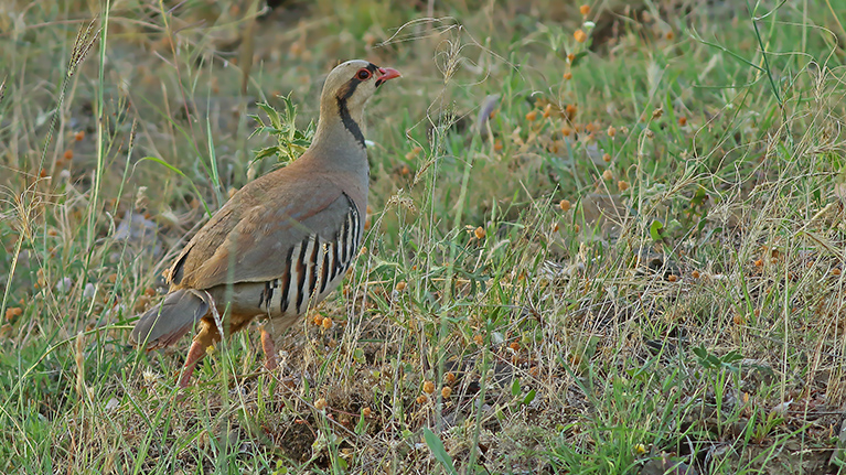 Chukar Partridge