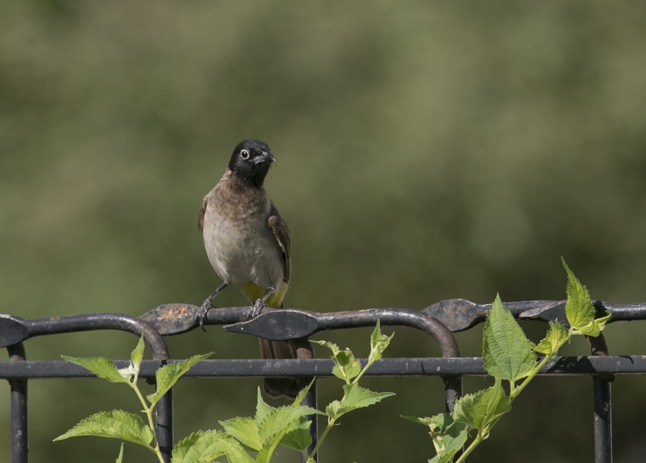 White-spectacled Bulbul