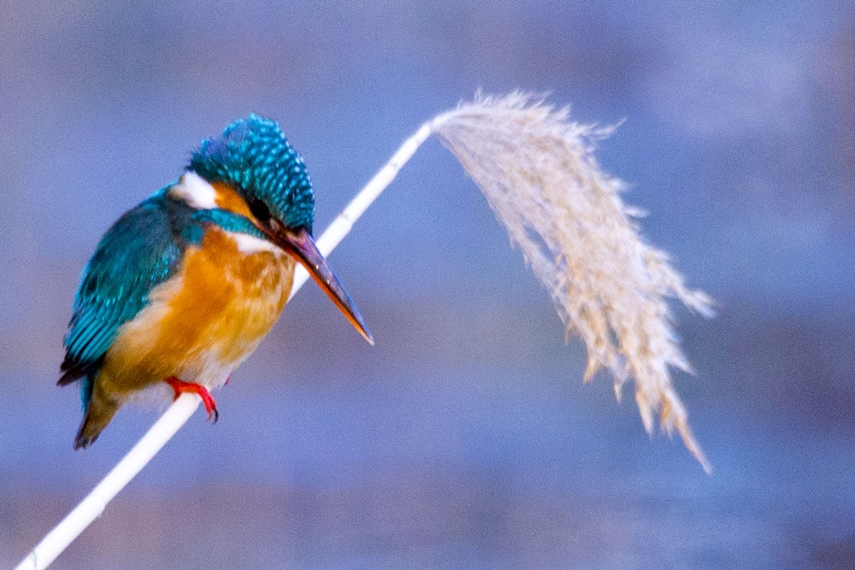 Common Kingfisher