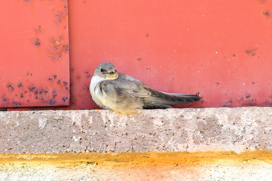 Eurasian Crag Martin