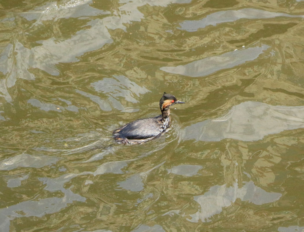 Black-necked Grebe