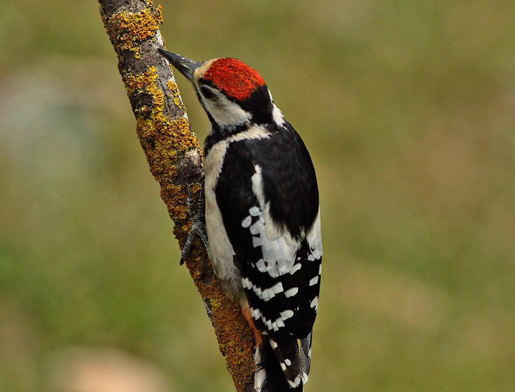 Great Spotted Woodpecker