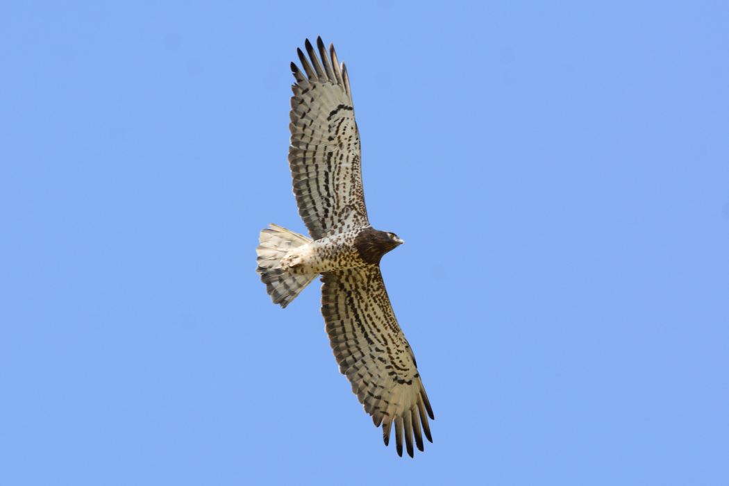 Short-toed Snake Eagle