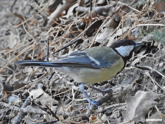 Great Tit