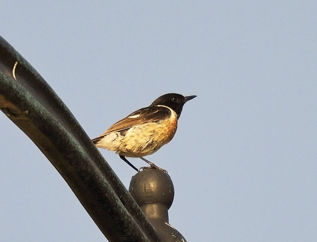 European Stonechat