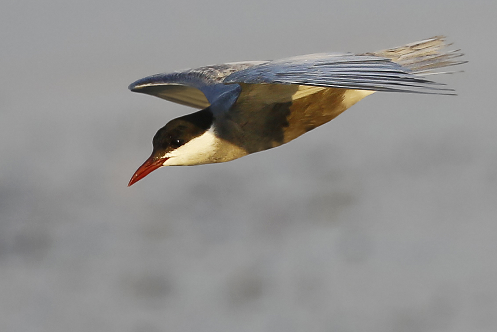 Whiskered Tern