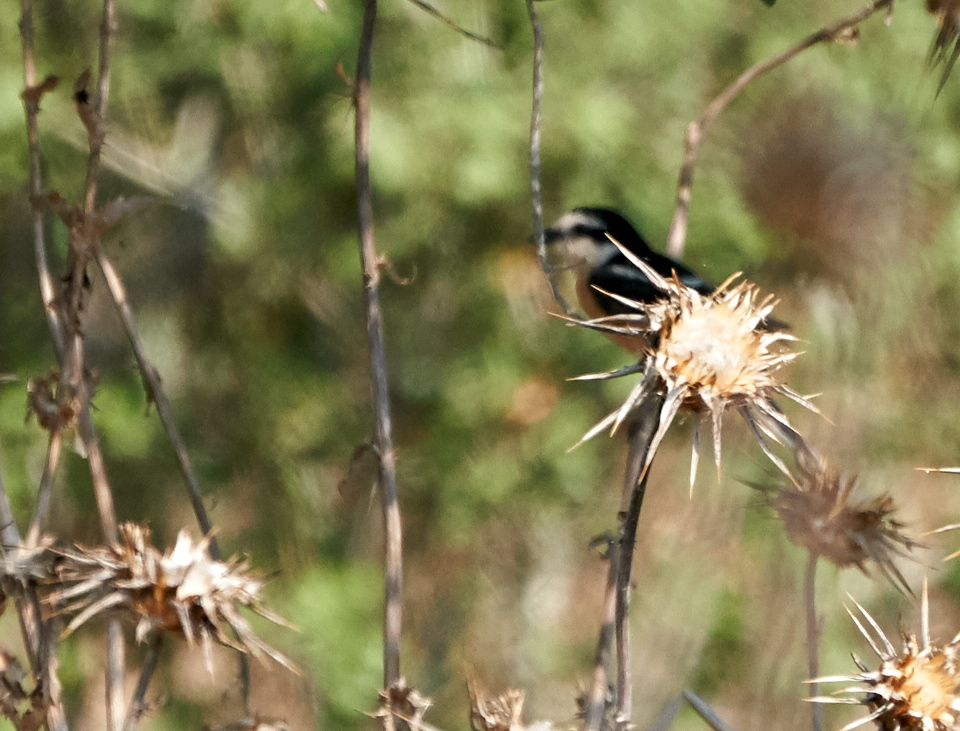 Masked Shrike
