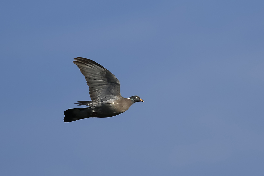 Common Wood Pigeon