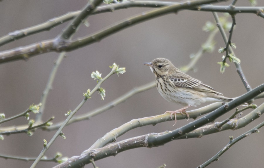 Tree Pipit