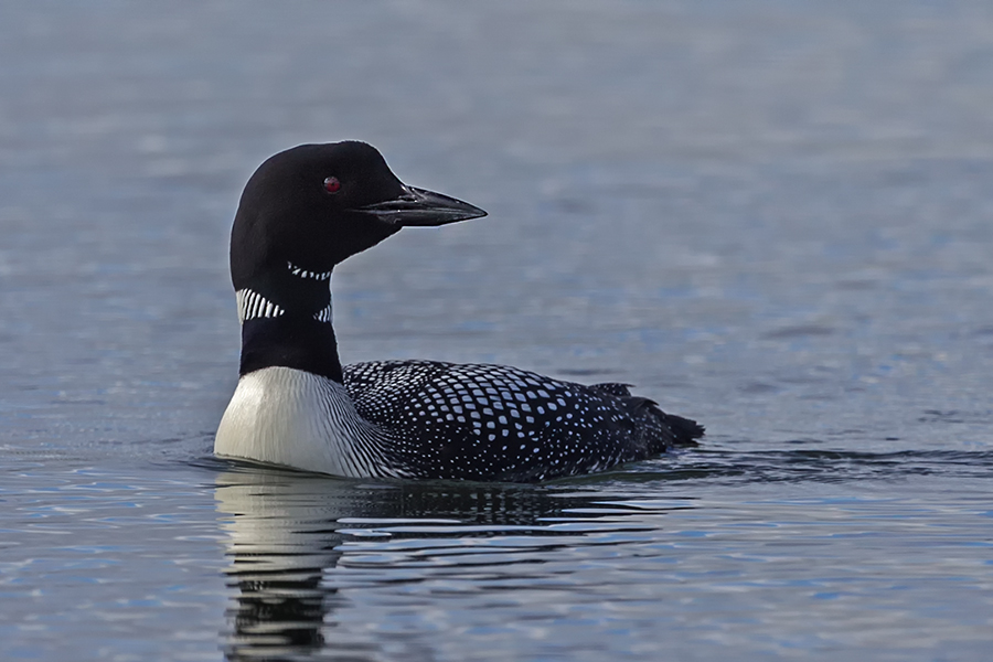 Common Loon