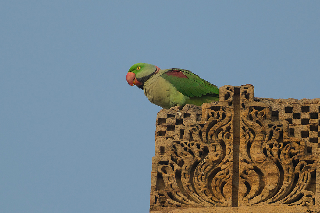Alexandrine Parakeet