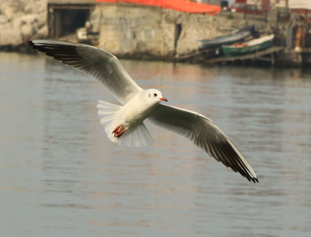 Black-headed Gull