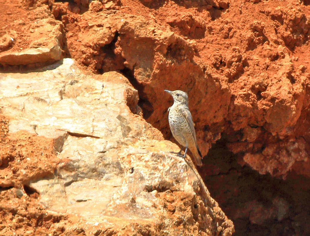 Common Rock Thrush