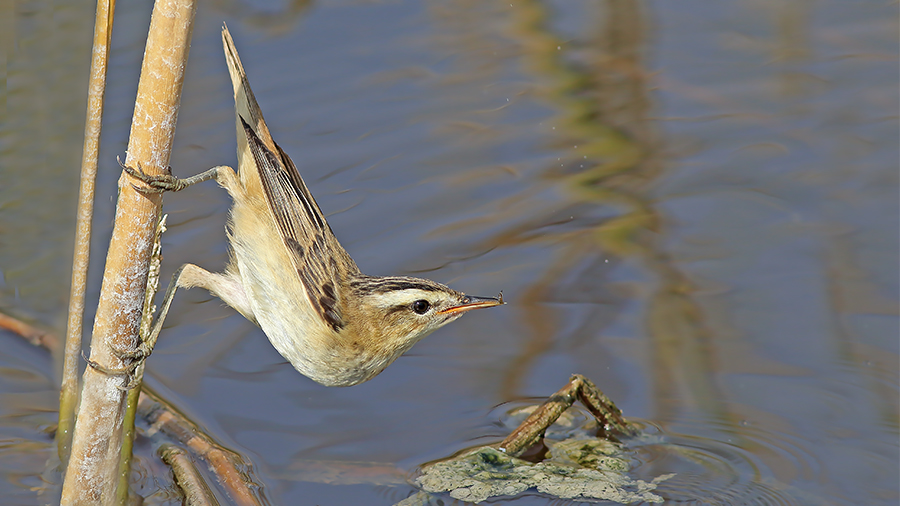 Sedge Warbler