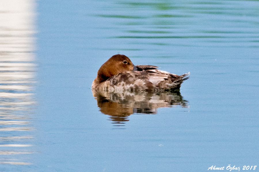 Common Pochard