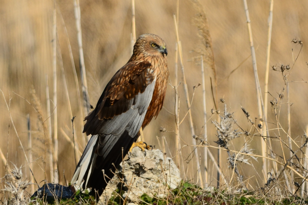 Western Marsh Harrier