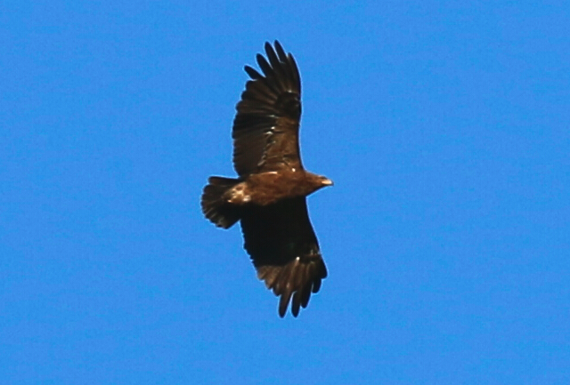 Steppe Eagle