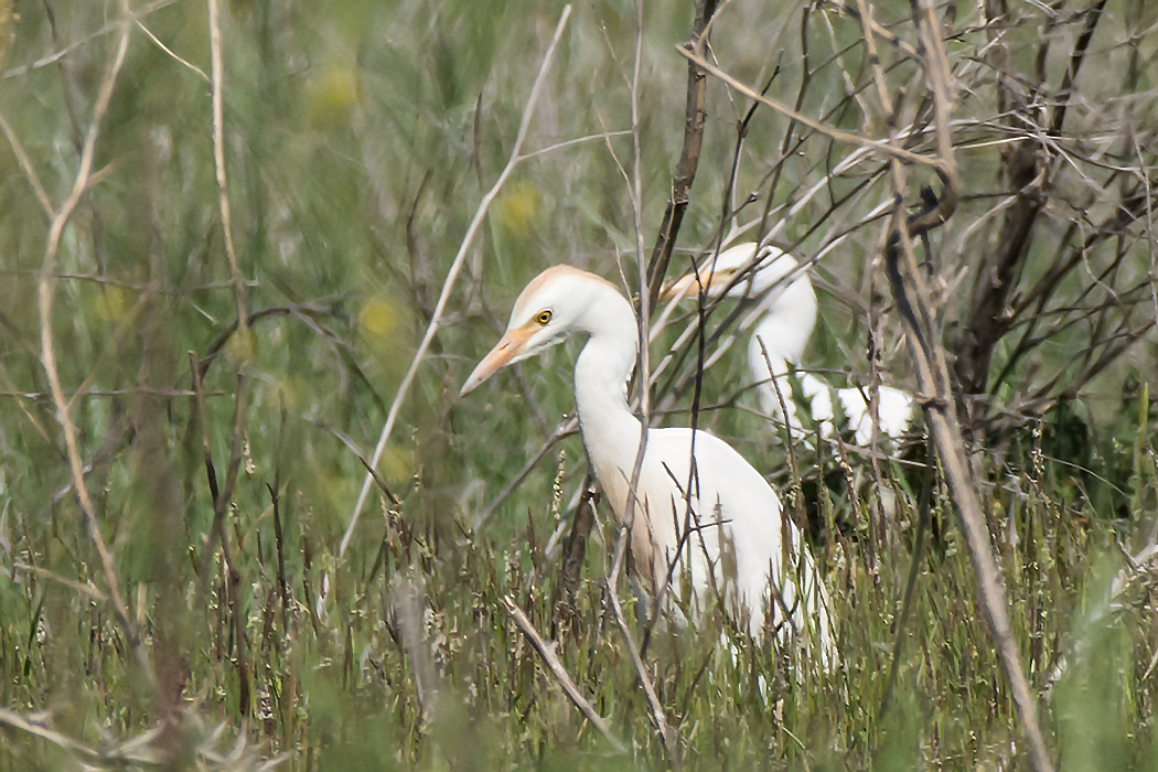 Western Cattle Egret