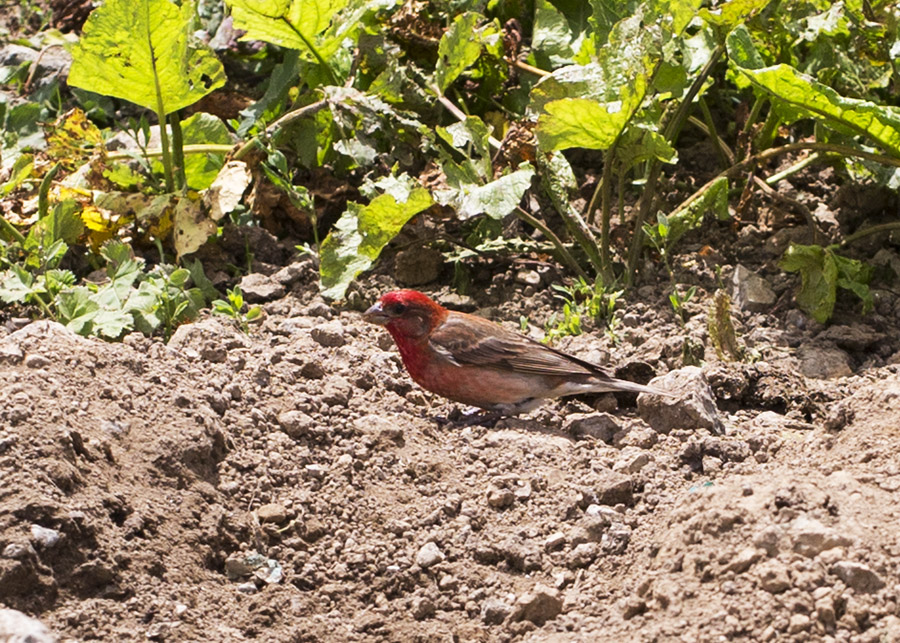 Common Rosefinch