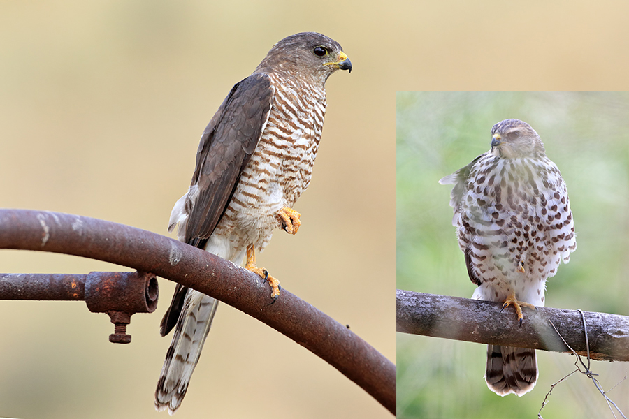 Levant Sparrowhawk