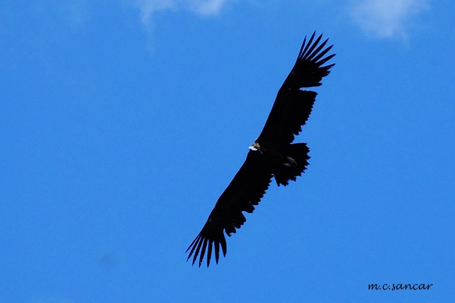 Cinereous Vulture