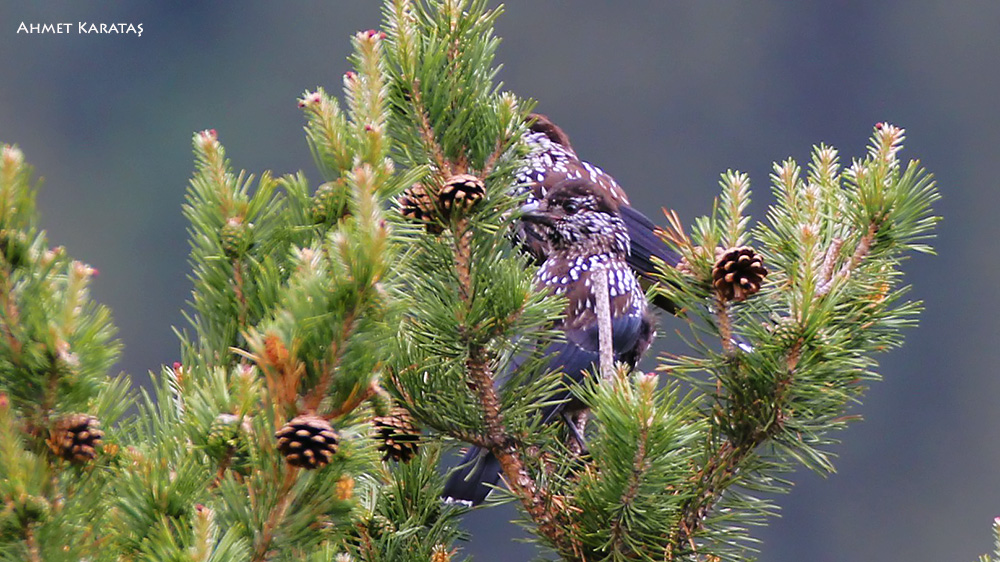 Northern Nutcracker