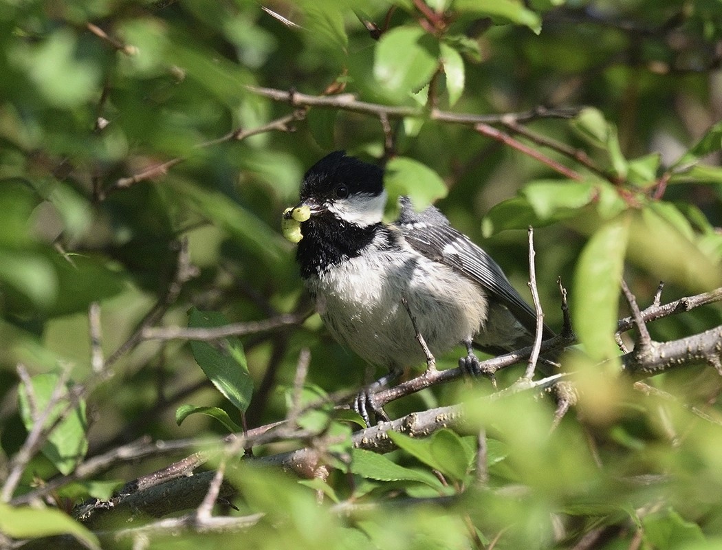 Coal Tit