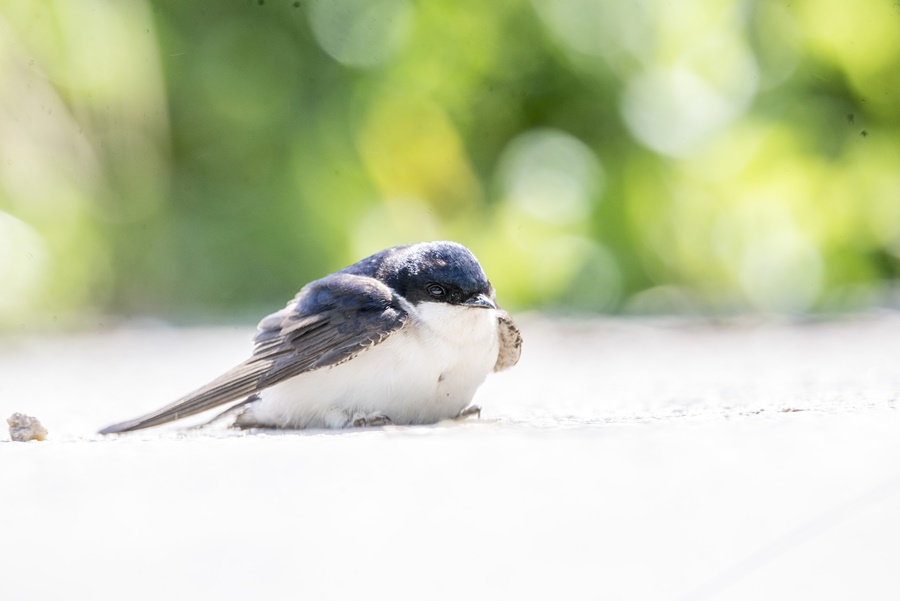 Western House Martin