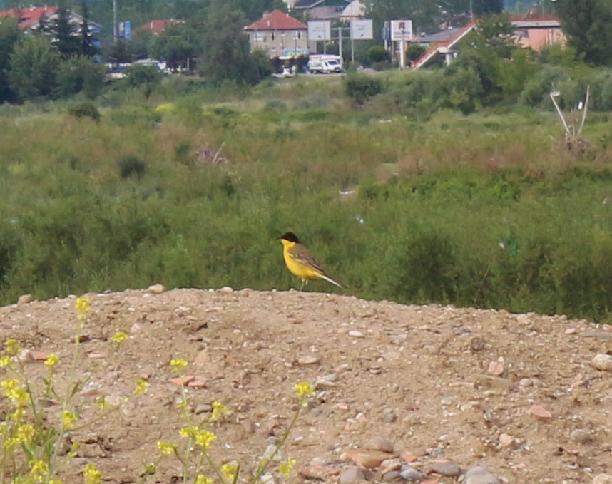 Western Yellow Wagtail