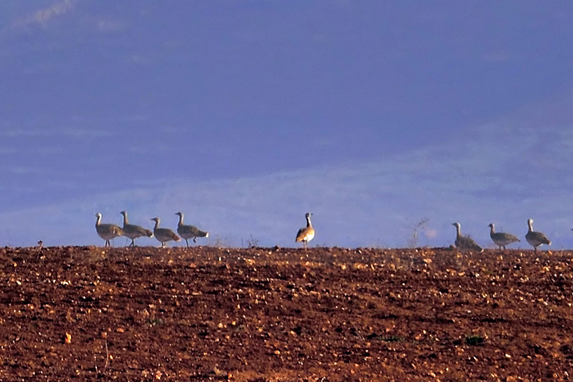 Great Bustard