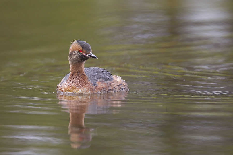 Horned Grebe