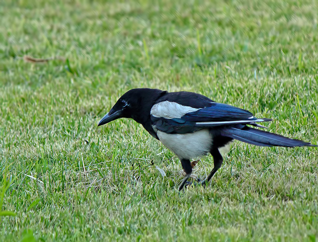 Eurasian Magpie