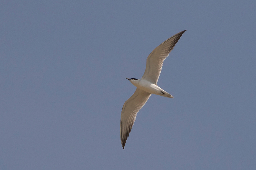 Gull-billed Tern