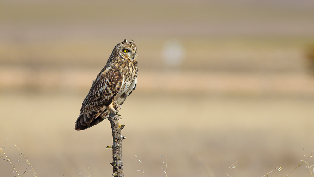 Short-eared Owl