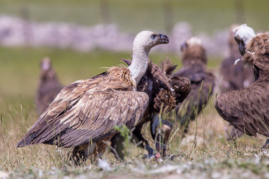 Griffon Vulture