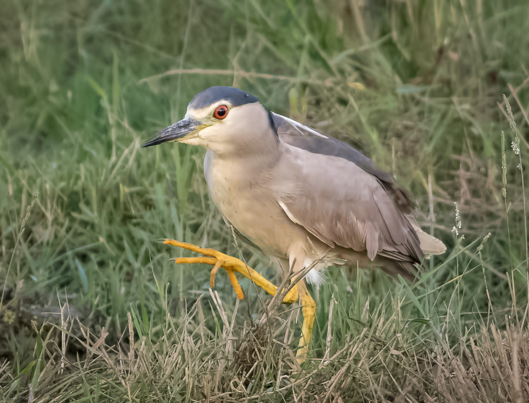 Black-crowned Night Heron