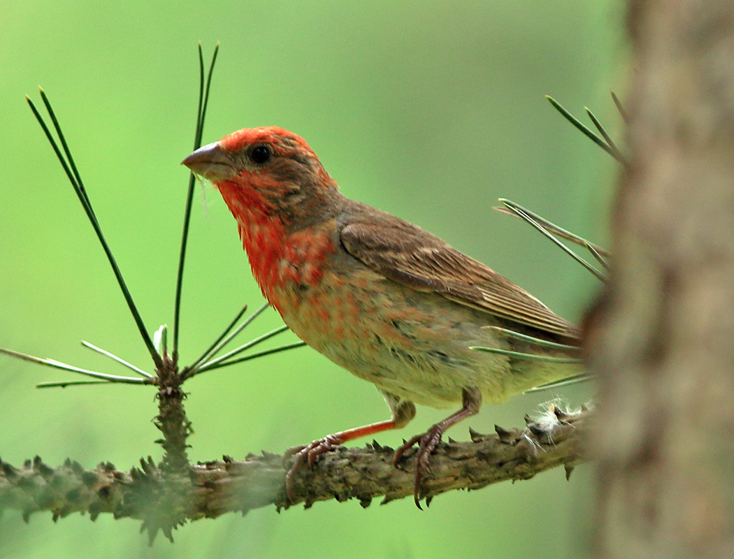 Common Rosefinch