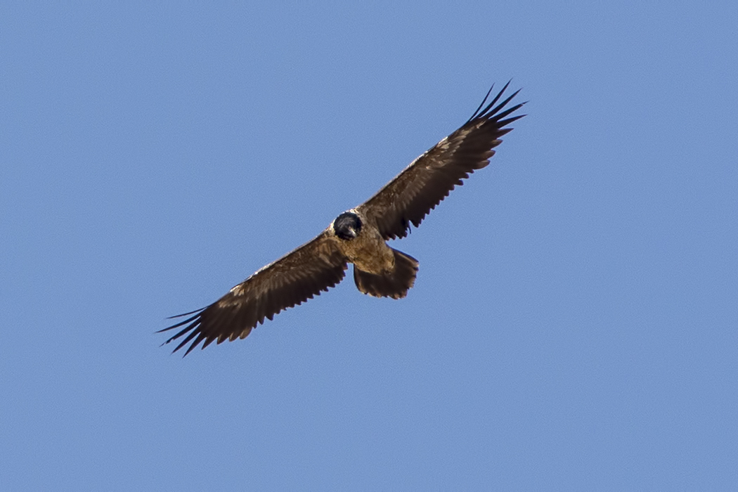 Bearded Vulture