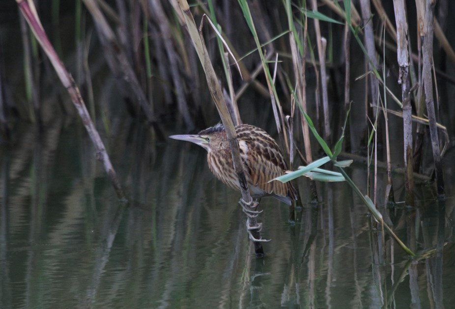 Little Bittern