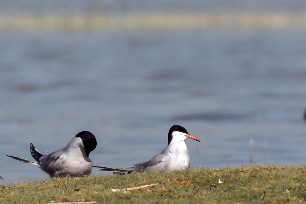 Common Tern