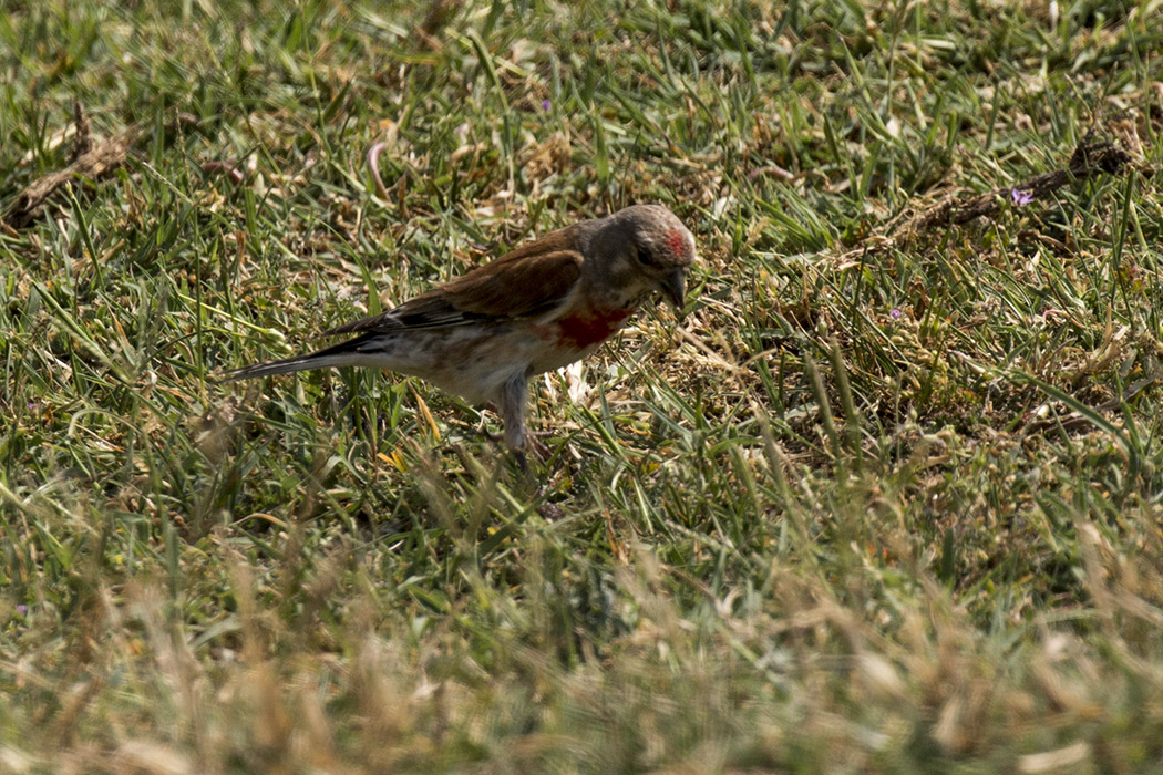 Common Linnet