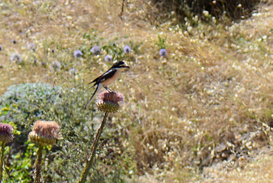 Masked Shrike