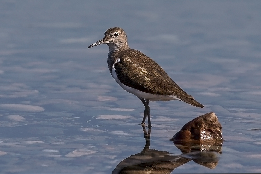 Common Sandpiper