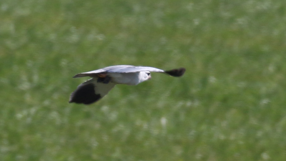 Black-winged Kite
