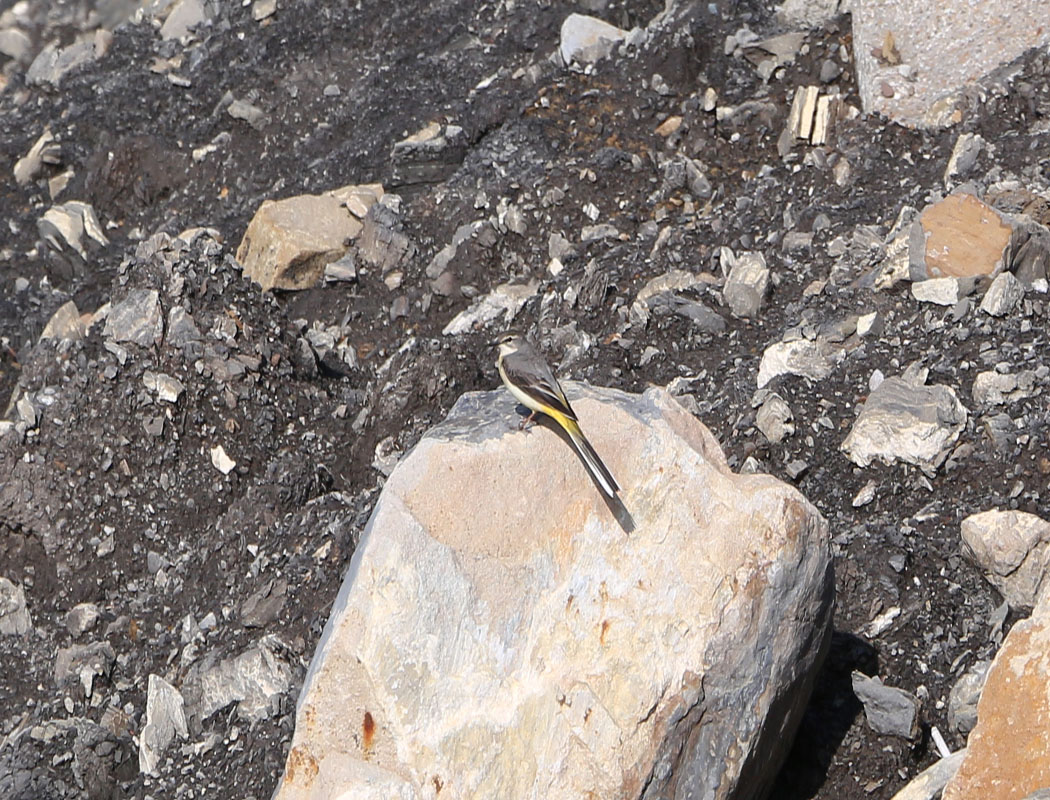 Grey Wagtail