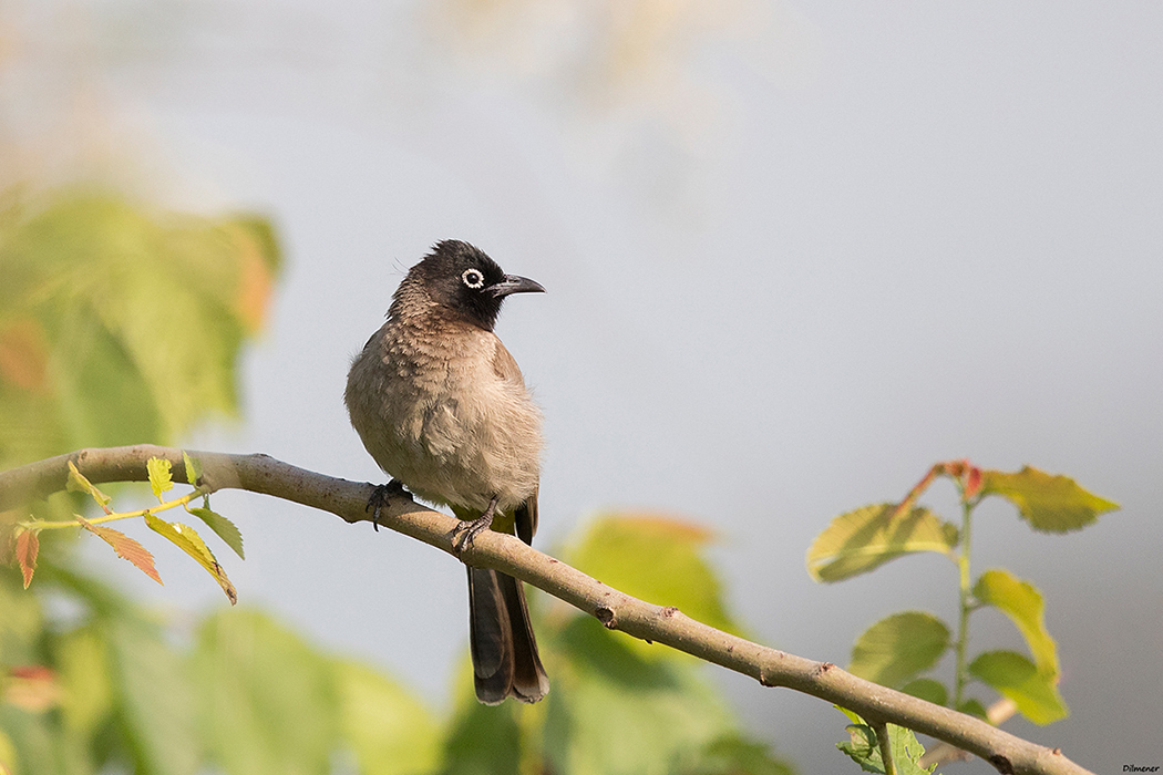 White-spectacled Bulbul
