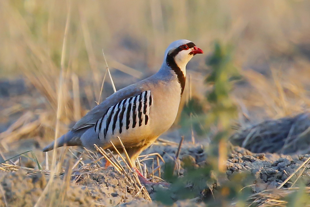 Chukar Partridge