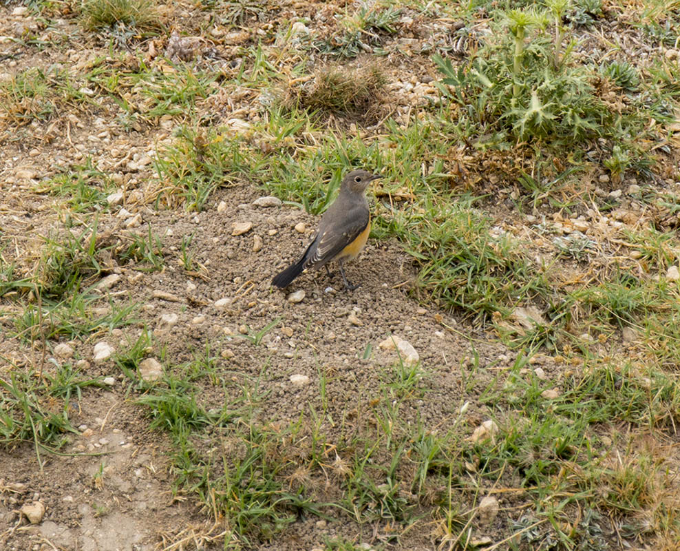 White-throated Robin