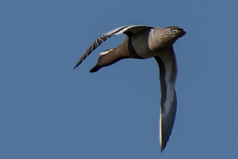 Garganey